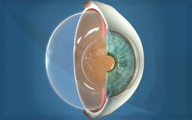 строение стекловидного тела