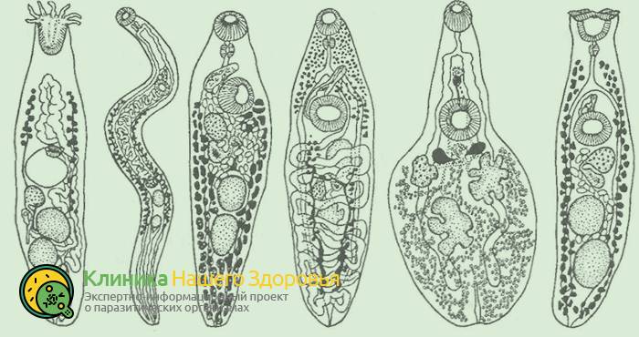 trematodi-1.png