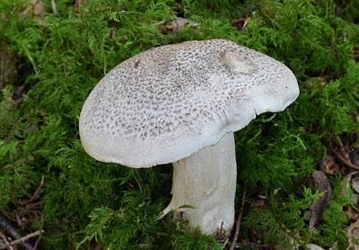 Рядовка ядовитая