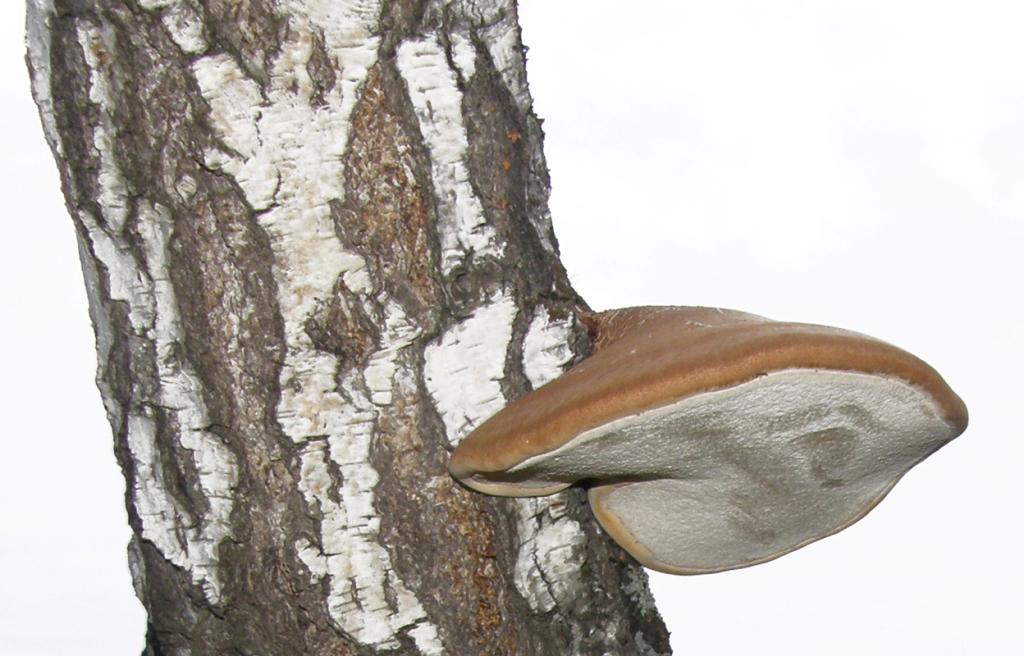 чайный гриб