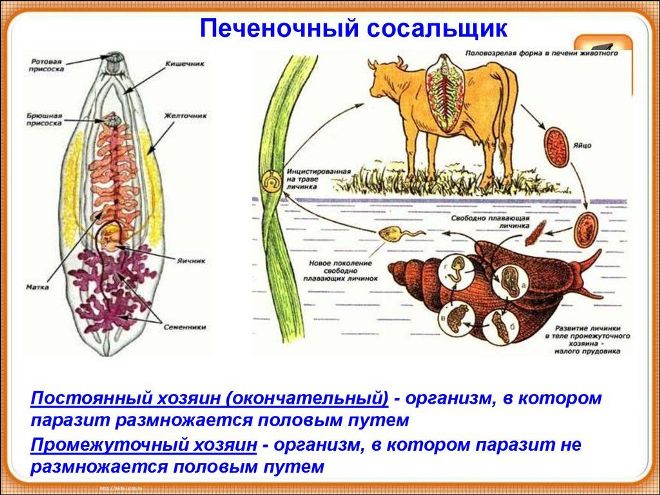 tsikl-razvitiya-pechenochnogo-sosalshhika.jpg