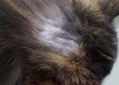 Выпадение шерсти у кота