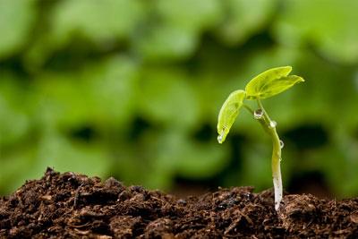 Плодородная почва