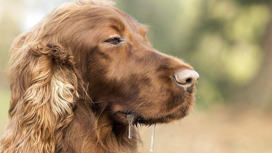 Выделение слюны у собаки