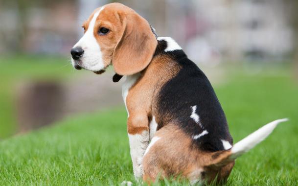 Запор у собаки