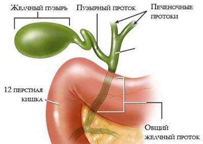Желчные протоки