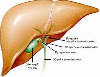 Желчный пузырь